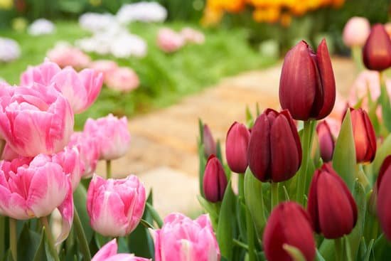 canva tulips in a garden MAD S j hu4