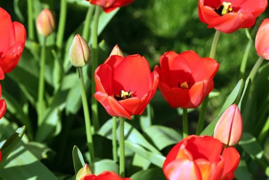 canva tulips on garden MAD MS3Srqc
