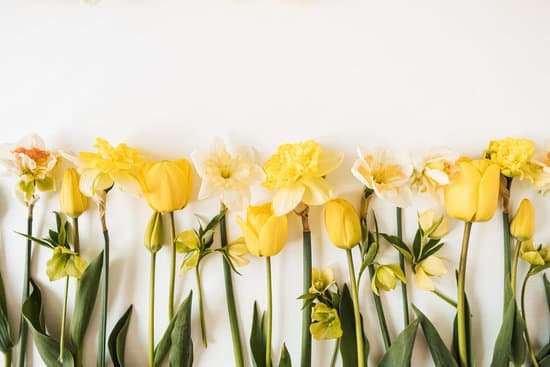 canva tulips on white background MAEAcVQrAts