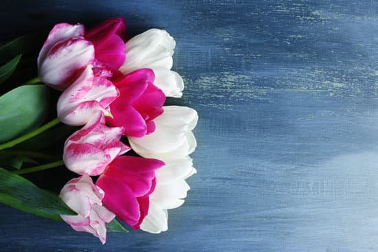 canva tulips on wooden background MAD