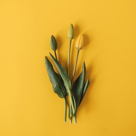 canva tulips on yellow background