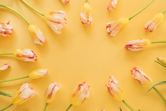 canva tulips on yellow background