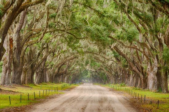 canva tunnel of live oak trees MADcvvXE7pU