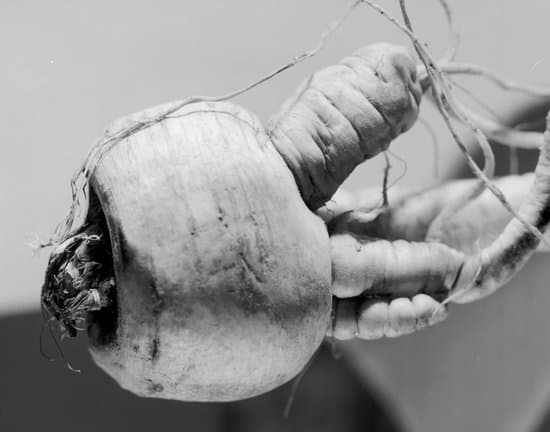 canva turnip MAEXQRI3kUA