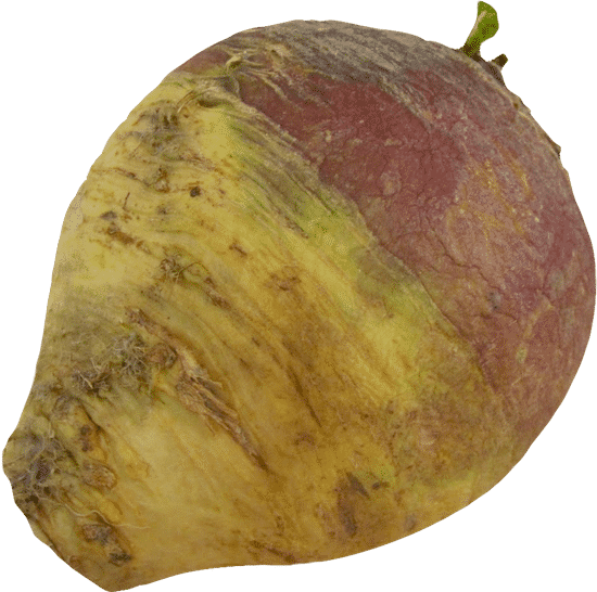 canva turnip rutabaga root MAEZeWJR8Cg