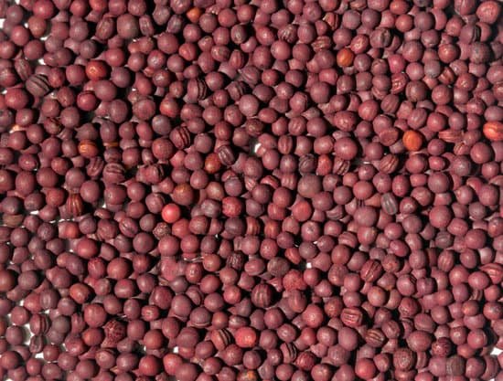 canva turnip seeds MAEE5RBIbQI