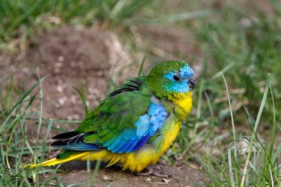 canva turquoise parrot