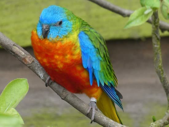 canva turquoise parrot MADXUCaAigo