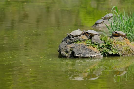 canva turtle MAC Iwuq6OA