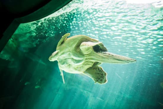canva turtle MAC0EFRIH4w