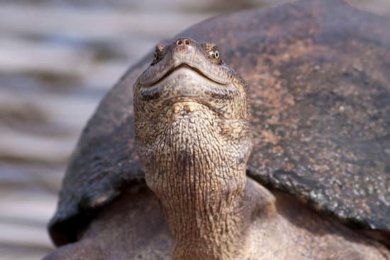canva turtle MAC52 ZGcCw