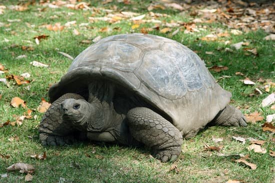canva turtle MAC5y5o7zL0