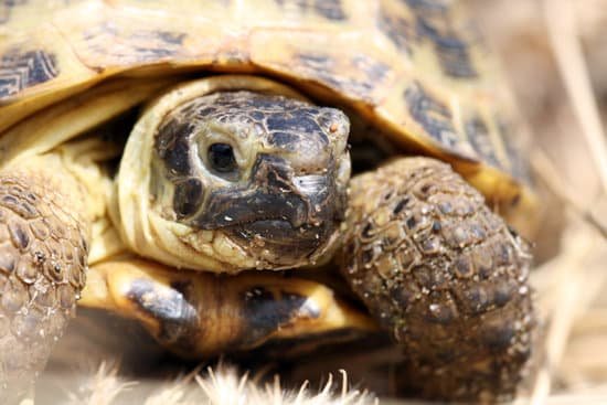 canva turtle MAC5yZzW0M4