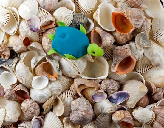 canva turtle MAC6CzANufQ