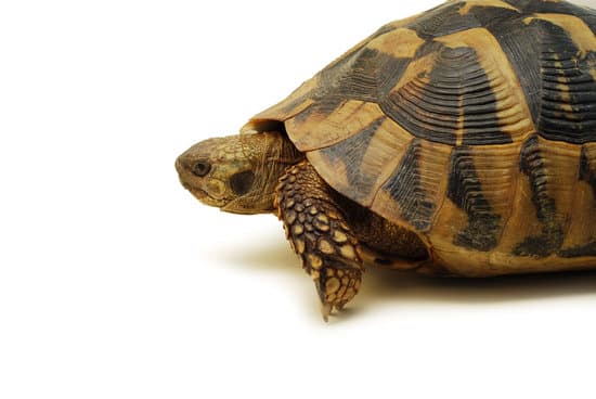 canva turtle MAC6FprMU5Q