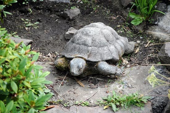 canva turtle MAC6Hdr4U3U