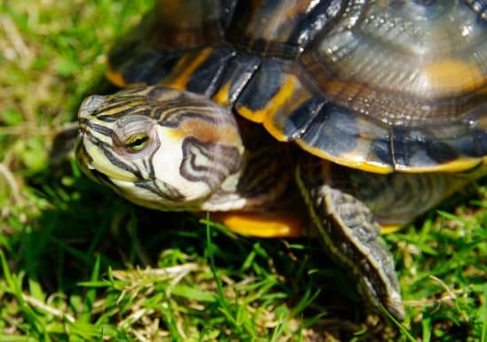 canva turtle MAC6Lg0jw2Q