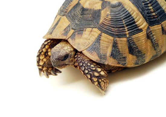 canva turtle
