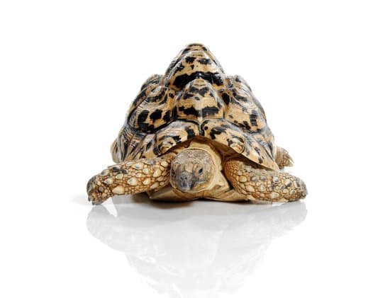 canva turtle MAC9ig8C4ms