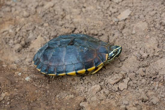 canva turtle MAC9n0Xi9do
