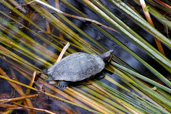 canva turtle