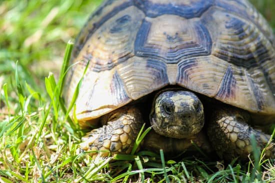 canva turtle MAC y6BojH4
