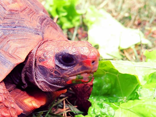canva turtle MAD34aoeQCA
