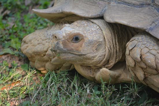canva turtle MADA4Jjez g