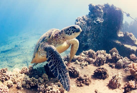 canva turtle MADAH3wXJ04