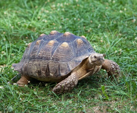 canva turtle MADAnt 9z5s