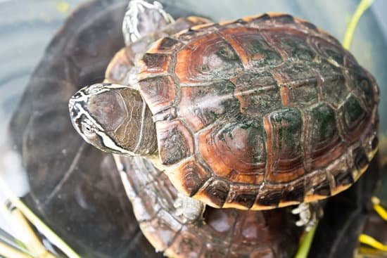 canva turtle MADB40JNoW4