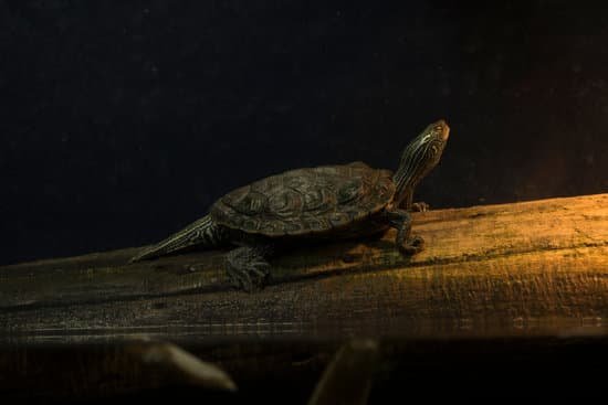 canva turtle