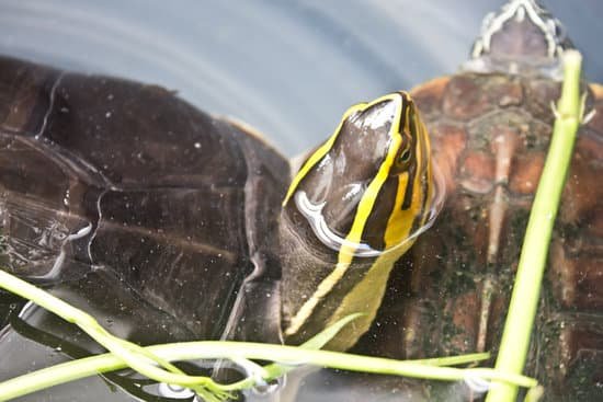canva turtle MADB6j360Gs