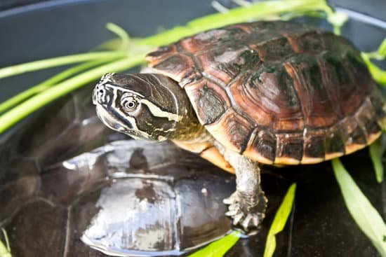 canva turtle MADB6szaapI