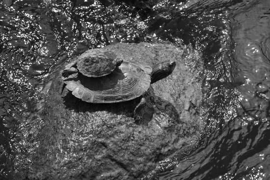 canva turtle MADB8pwW2SU