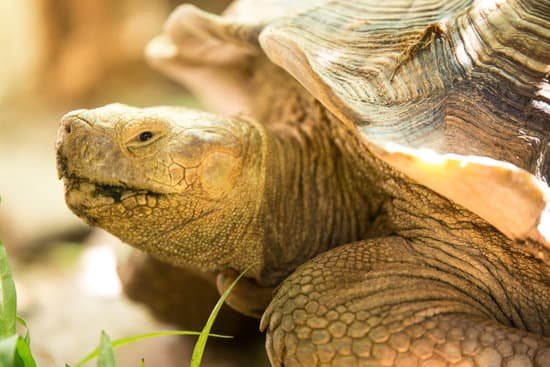 canva turtle MADBIn N5qY