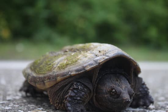 canva turtle MADBR6erqmU