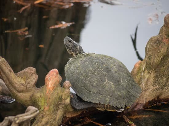 canva turtle MADBdI7qdjQ