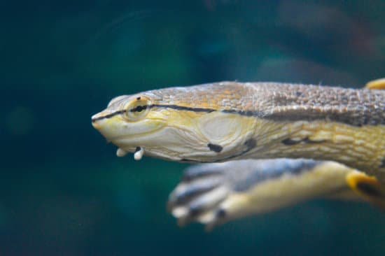 canva turtle MADBo0Wly0Y
