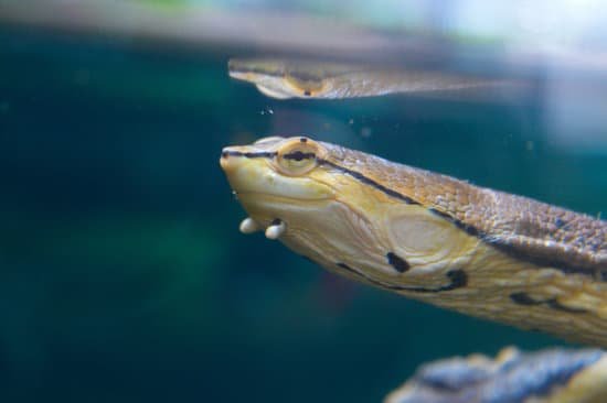 canva turtle MADBowTphpk