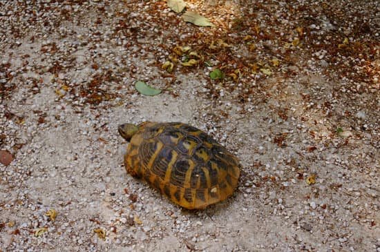 canva turtle MADBqbLkXT8
