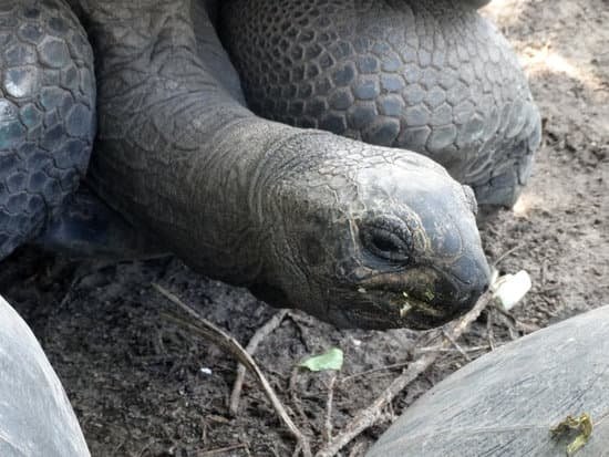 canva turtle MADBxdsDy 0