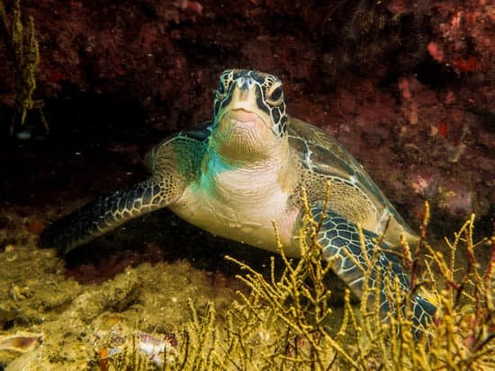 canva turtle MADCL8qvMVI