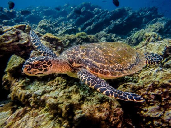 canva turtle MADCMC5ad c