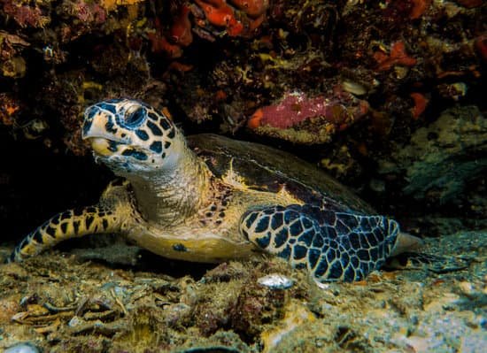 canva turtle