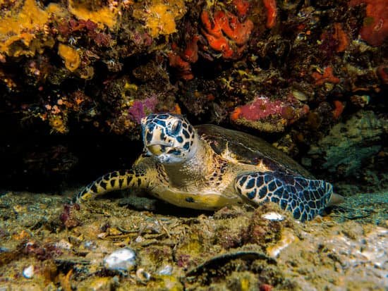 canva turtle MADCMCy0DRg