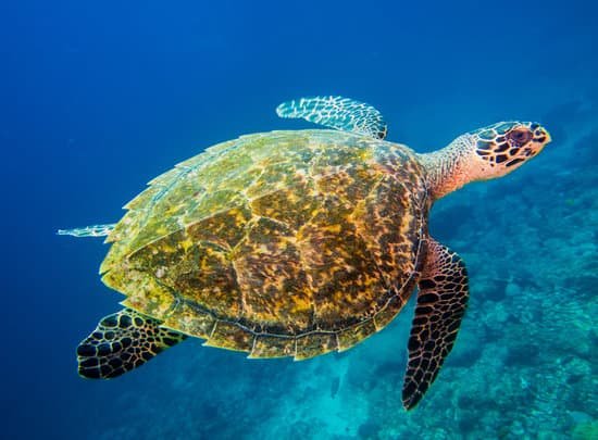 canva turtle MADCMG7lVuU