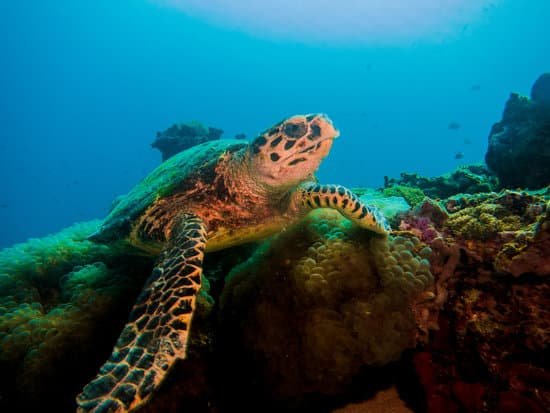 canva turtle MADCMOMhFX0