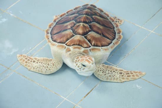 canva turtle MADCjc36J9E
