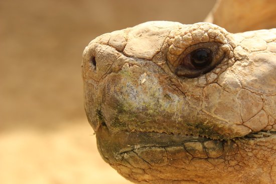 canva turtle MADFBsrv7NY
